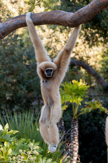 Sumatra Orangutan Tours-武吉拉旺必去景点