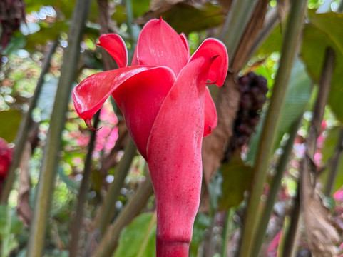 Green Acres Chocolate Farm and Nature Preserve-Cerro Brujo必去景点