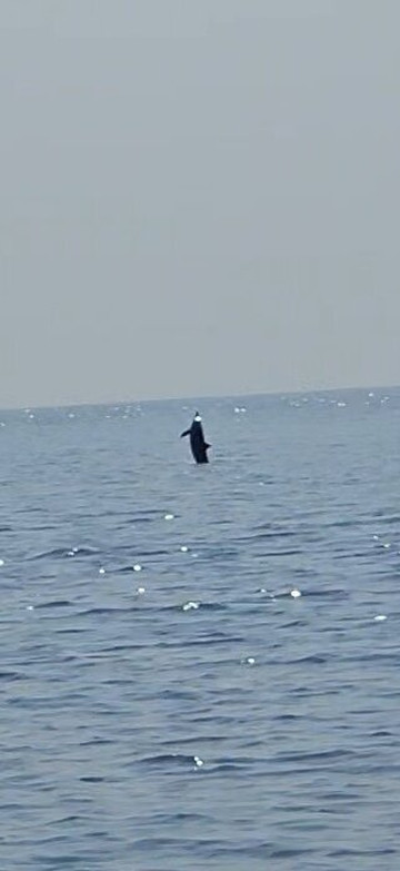 ScubaCaribe-达哈阿鲁环礁必去景点