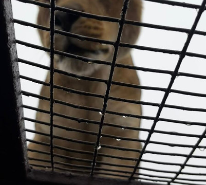 Parque Safari-兰卡瓜必去景点