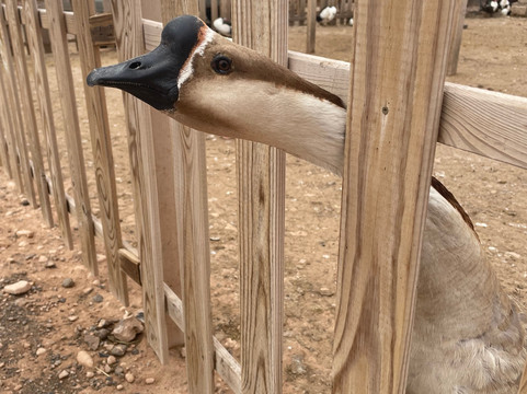 The Animal Academy-Antigua必去景点