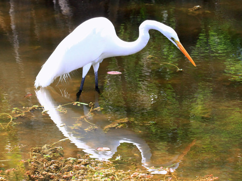 Clyde Butcher's Big Cypress Gallery-奥乔皮必去景点