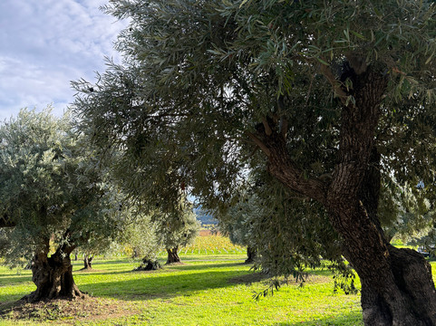 Saracina Vineyards-Hopland必去景点