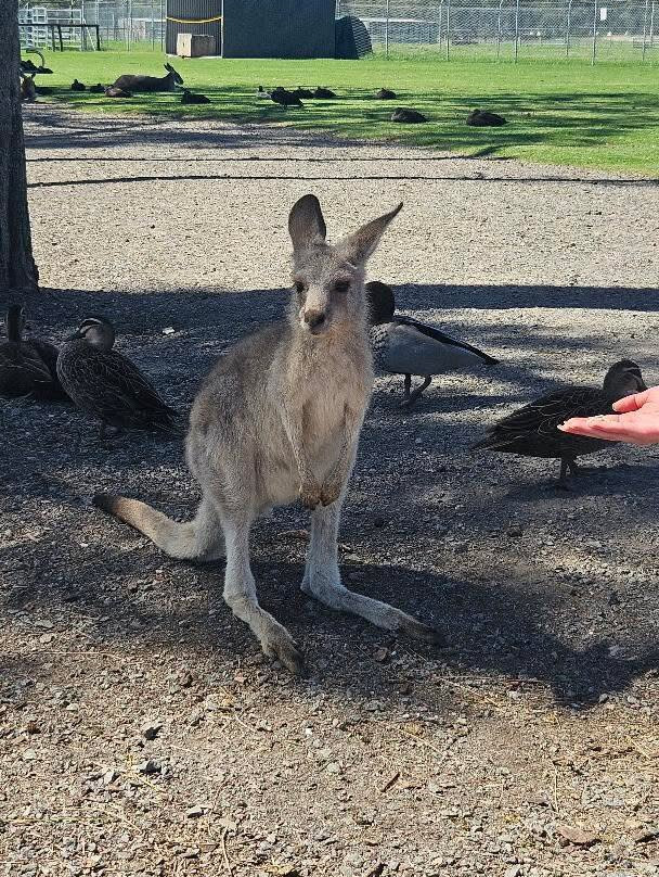 Oakvale Wildlife Park-威廉斯顿必去景点