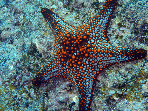 The Dive Gurus-拉巴斯必去景点