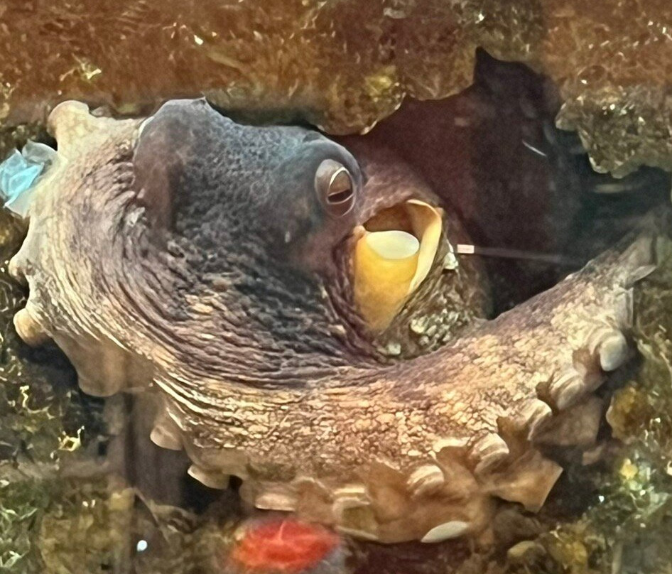 Alabama Aquarium at the Dauphin Island Sea Lab-Dauphin Island必去景点