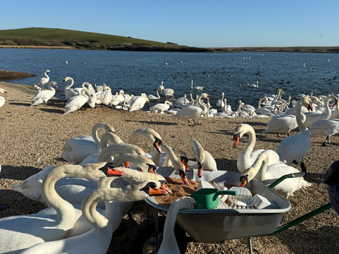 Abbotsbury Swannery-Abbotsbury必去景点