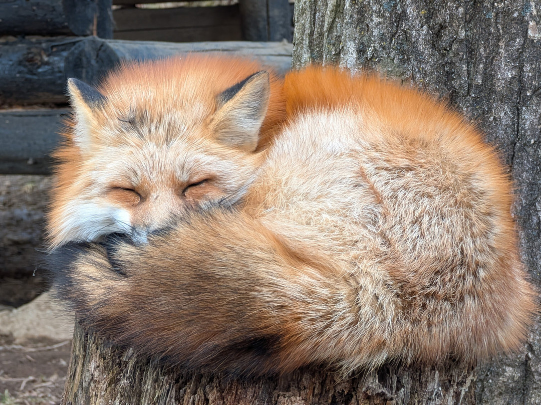 Miyagi Zao Fox Village-白石市必去景点