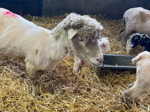 Glenshane Country Farm-Maghera必去景点