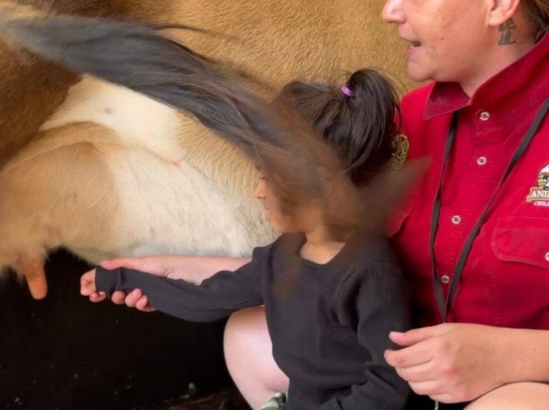 Animal Land Children's Farm-Diggers Rest必去景点