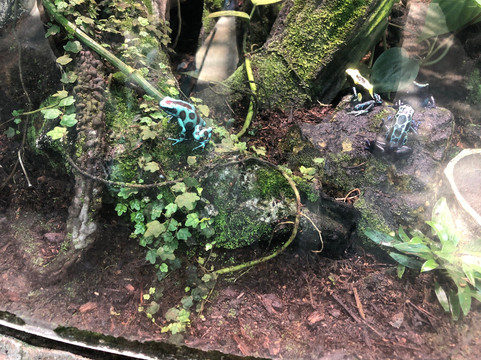 奥杜邦昆虫博物馆-新奥尔良必去景点