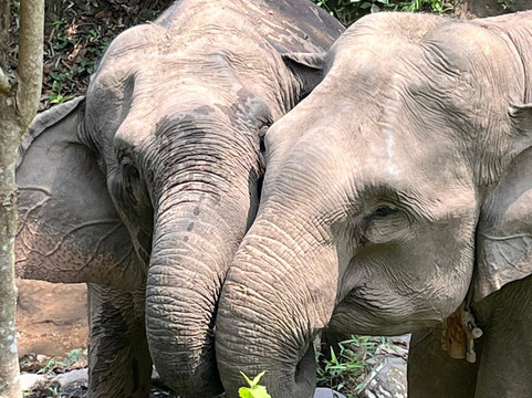 Mekong Elephant Park-北宾必去景点
