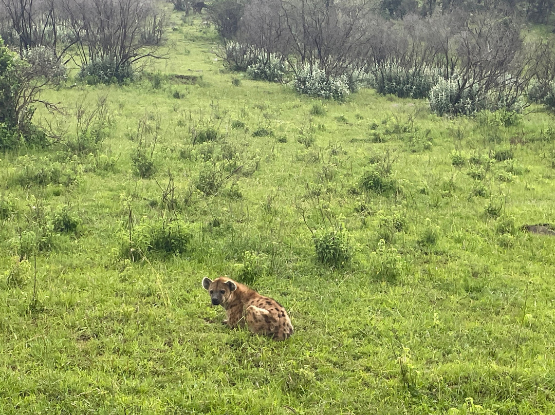 Meander Africa Safaris-内罗毕必去景点