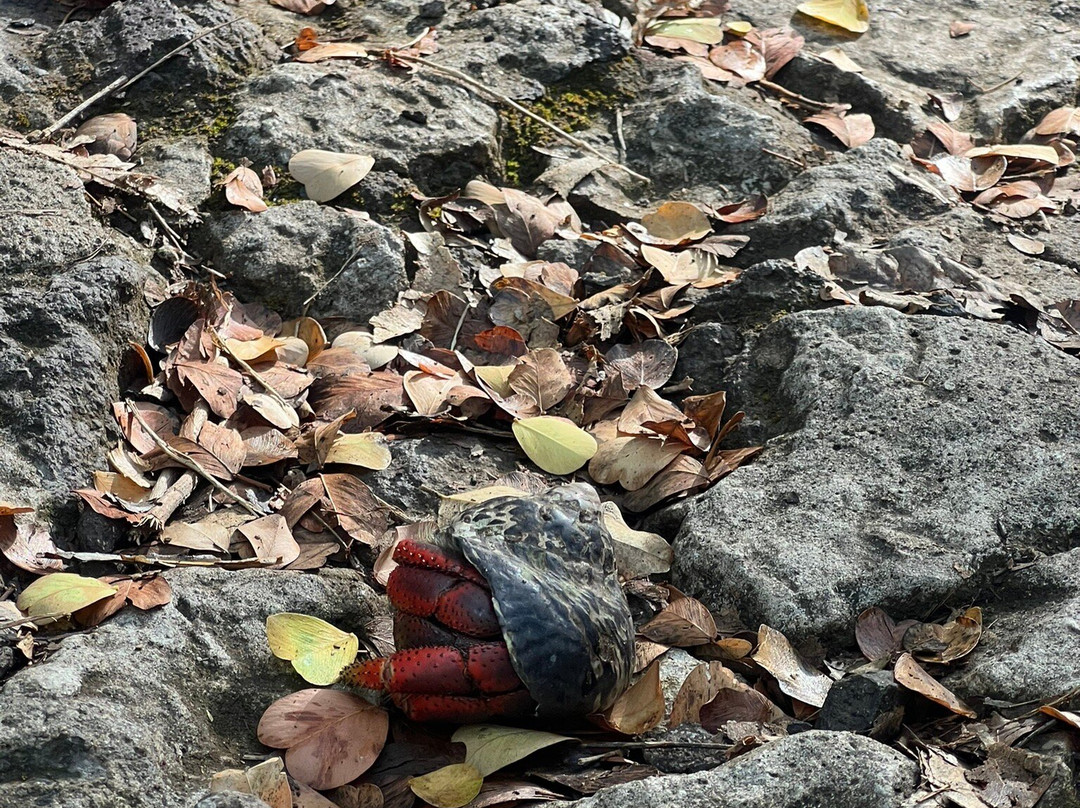 Presqu'ile de la Caravelle-Tartane必去景点