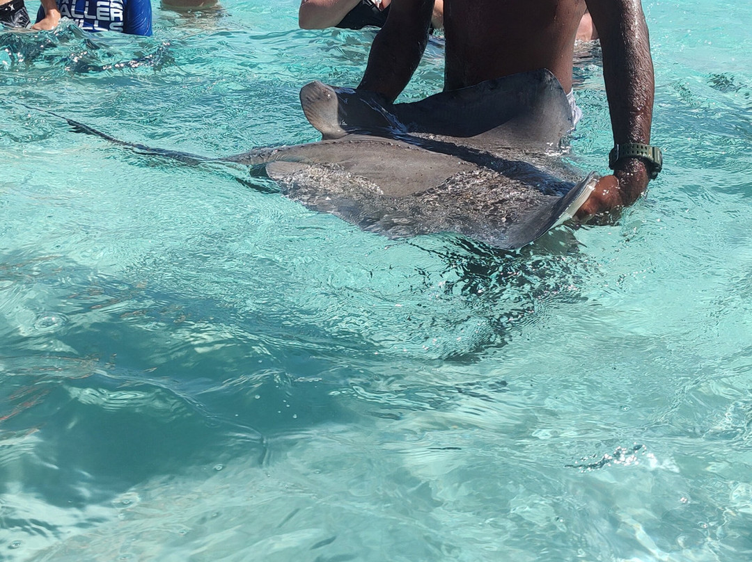 Captain Marvin's Watersports Ltd.-普罗维登西亚莱斯必去景点