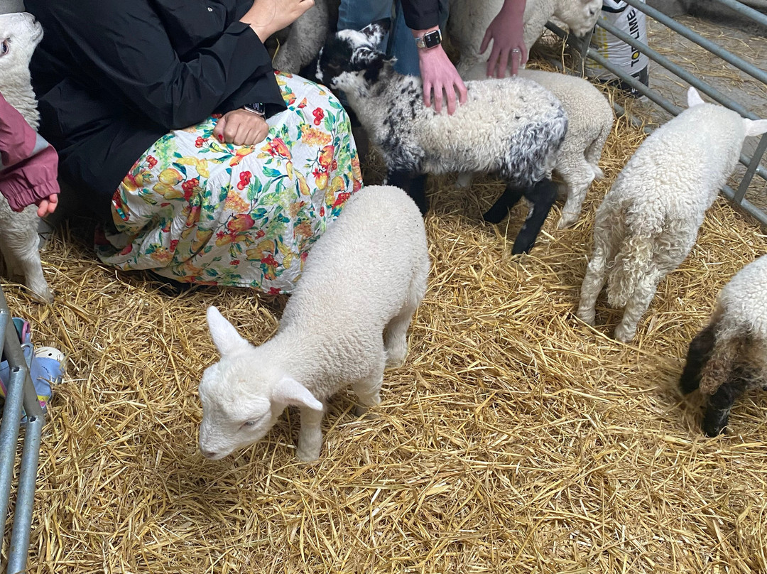 Hold A Baby Lamb-Glanfahan必去景点