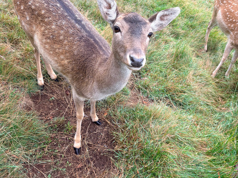 Kenzell Farm-Oberon必去景点