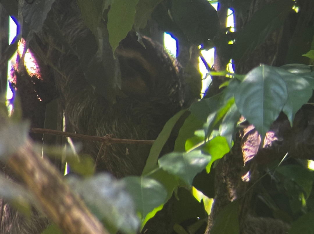 Manuel Antonio Expeditions-哥斯达黎加安东尼奥国家公园必去景点