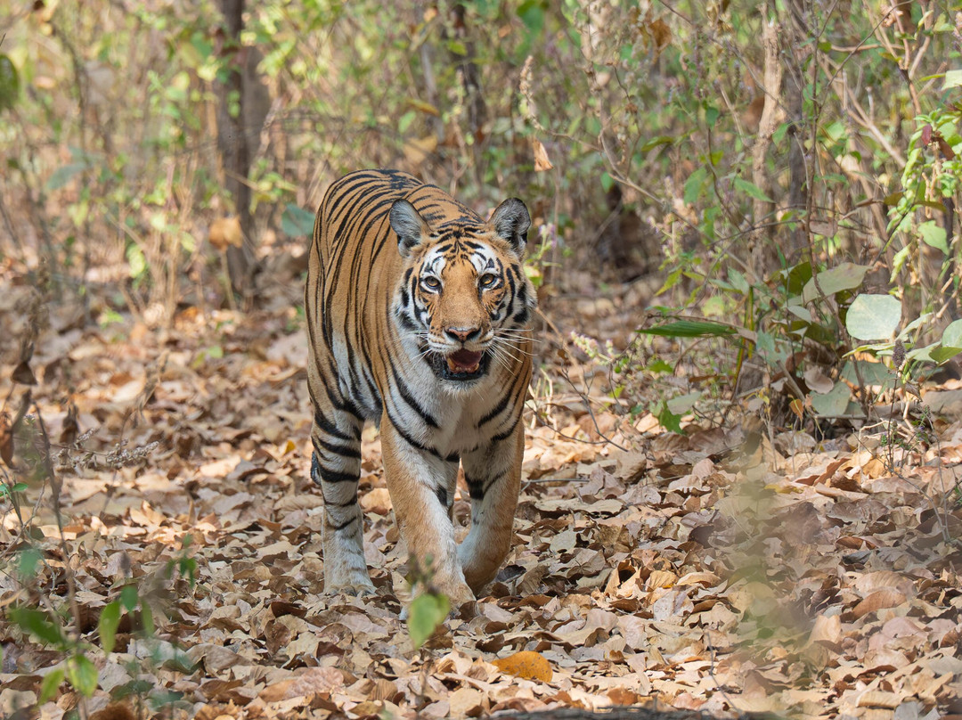 奇特婉丛林小屋主图