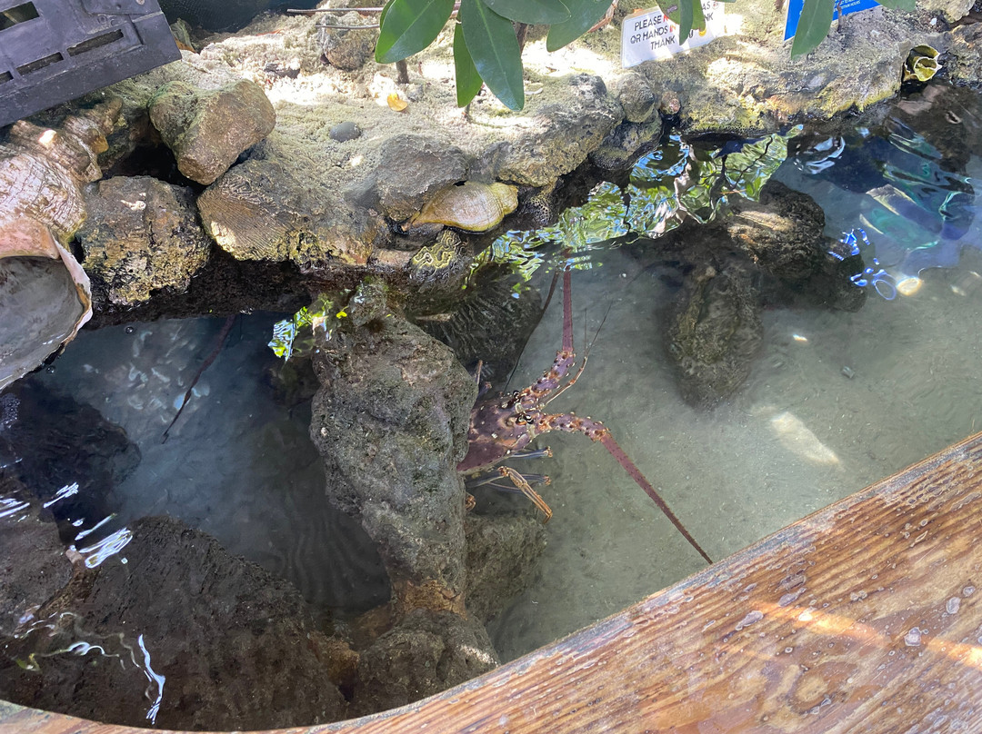 Florida Keys Aquarium Encounters-马拉松必去景点