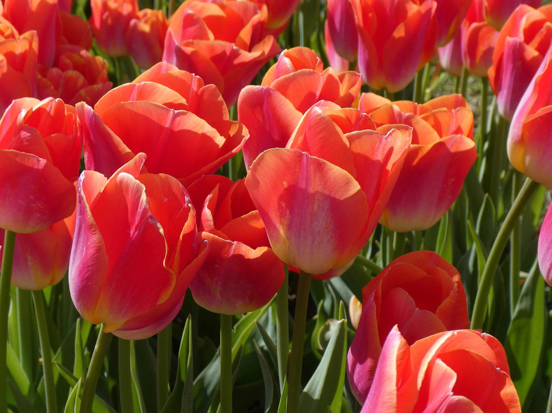 Tulleys Tulip Garden - Warwickshire-沃里克必去景点