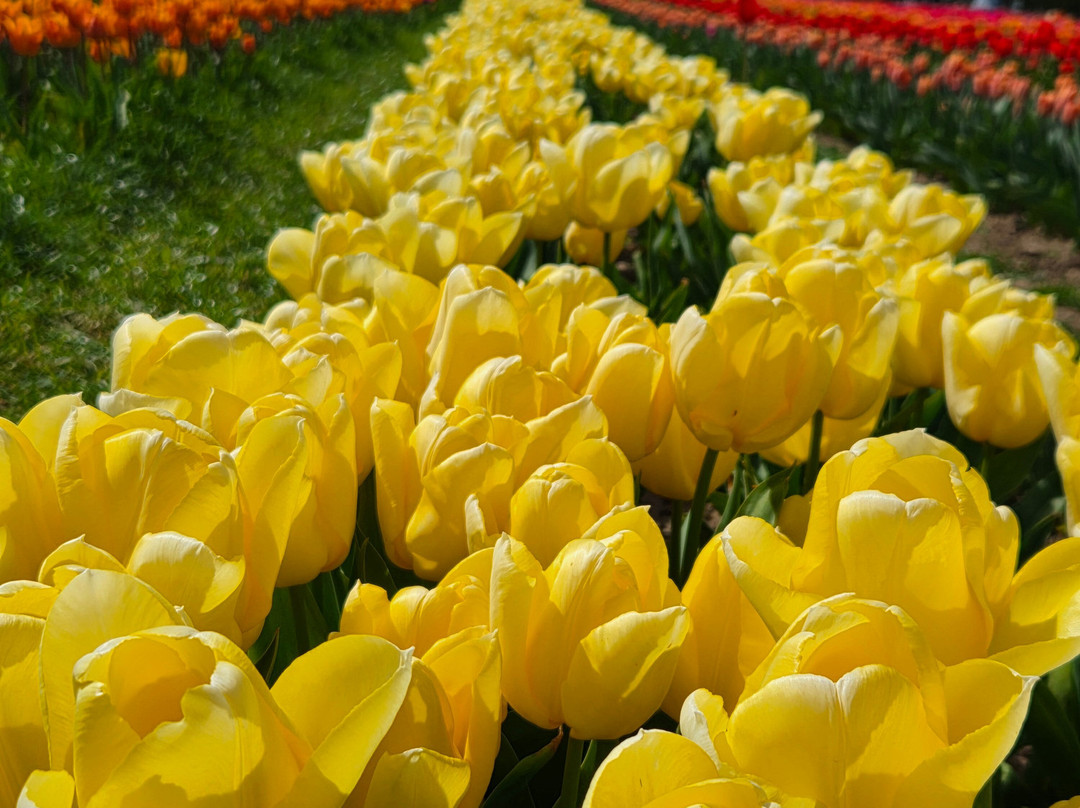 Tulleys Tulip Garden - Warwickshire-沃里克必去景点