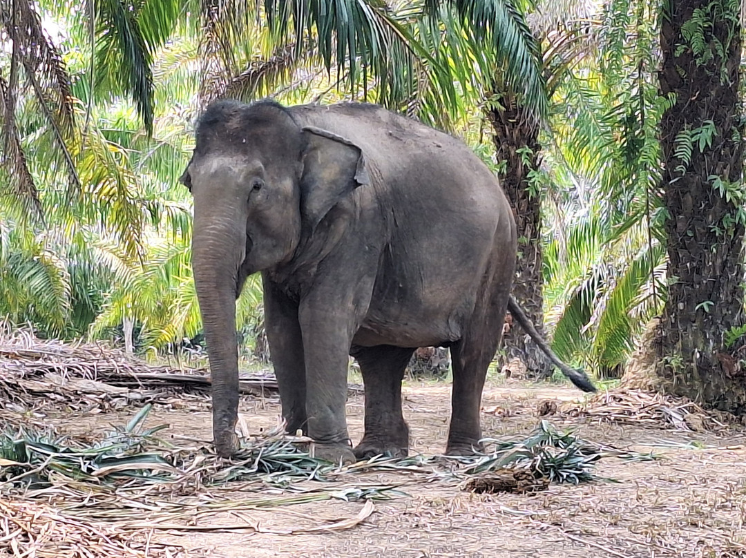 Following Giants - Krabi-Khlong Hin必去景点