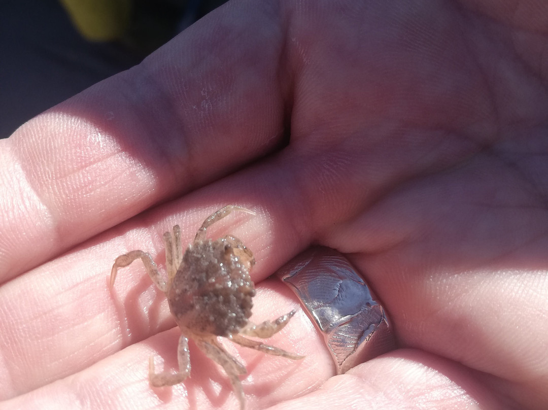 Viking TS3 Sleepnetvissen-West-Terschelling必去景点