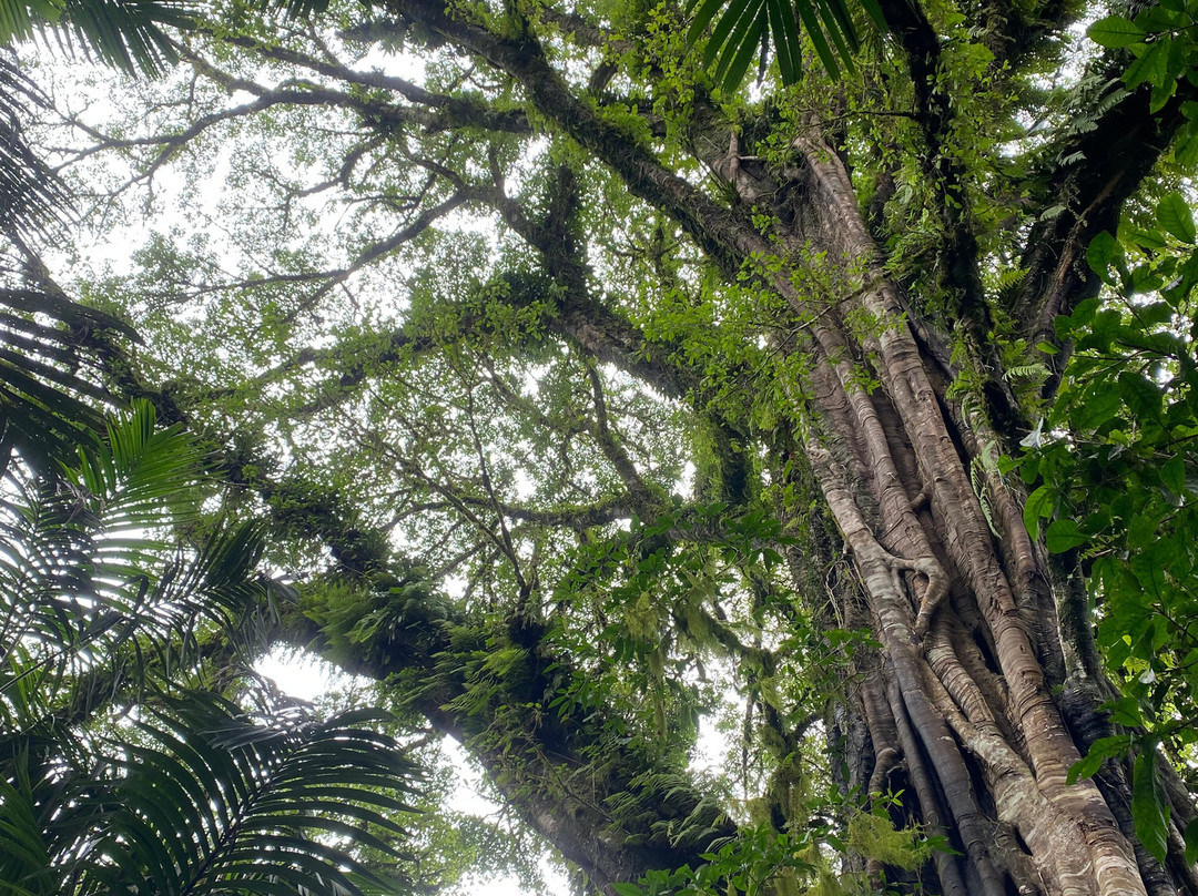Tamblingan Jungle Trek And Lake Canoe Expedition-Buleleng必去景点