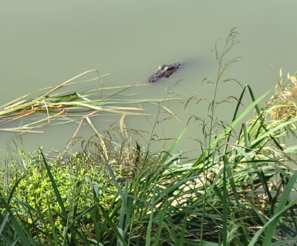 Phinizy Swamp Nature Park-奥古斯塔必去景点