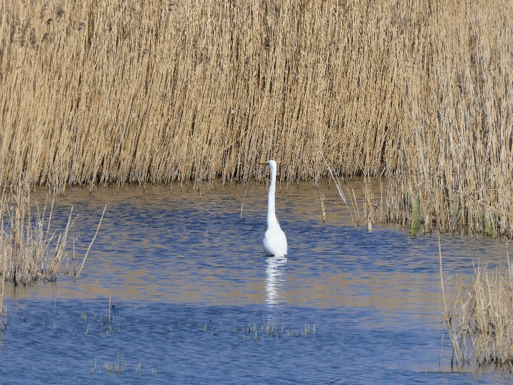 RSPB Saltholme-米德尔斯堡必去景点