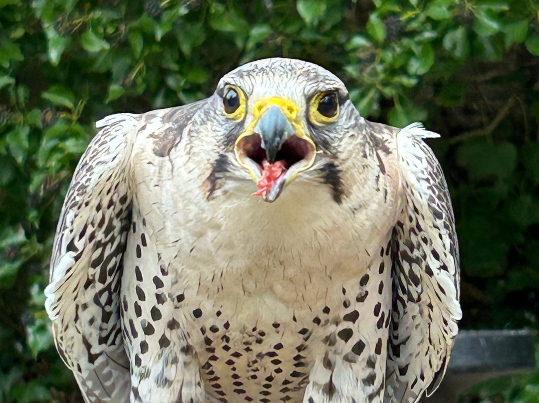 Dalhousie Castle Falconry-邦尼里格必去景点
