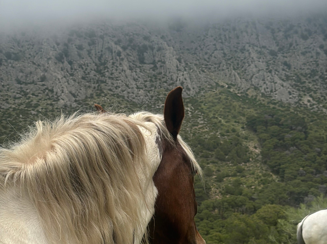 Horse Riding El Chorro-El Chorro必去景点