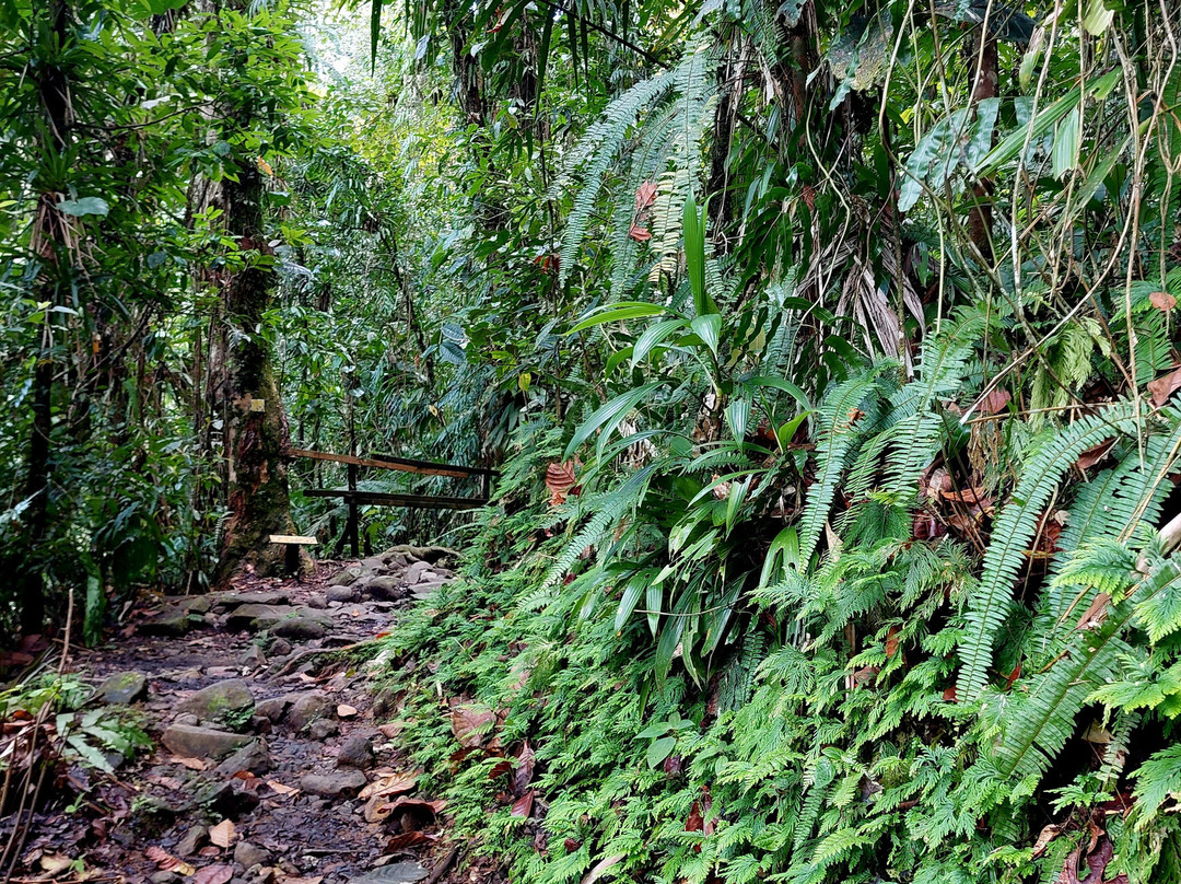 Tarzan Excursion Guadeloupe-Sainte-Anne必去景点