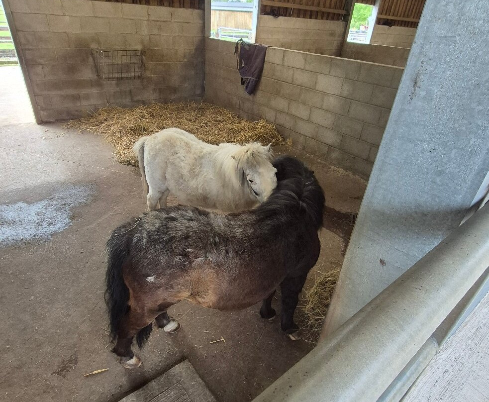 Cefn Mably Farm Park-卡迪夫必去景点