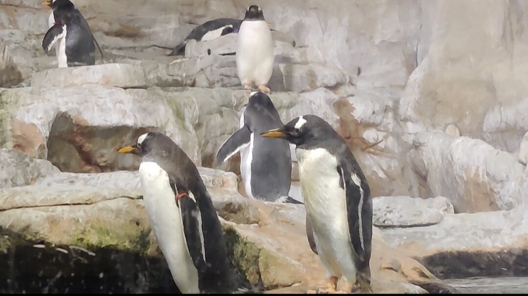 热那亚水族馆-热那亚必去景点