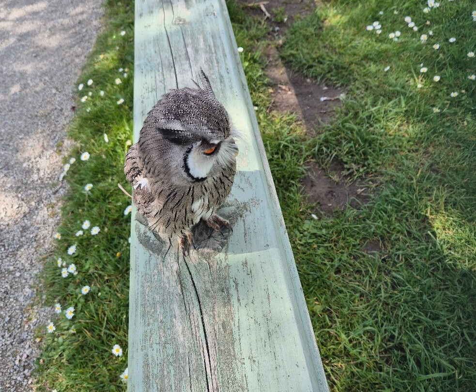 Screech Owl Sanctuary & Animal Park-St Columb Major必去景点