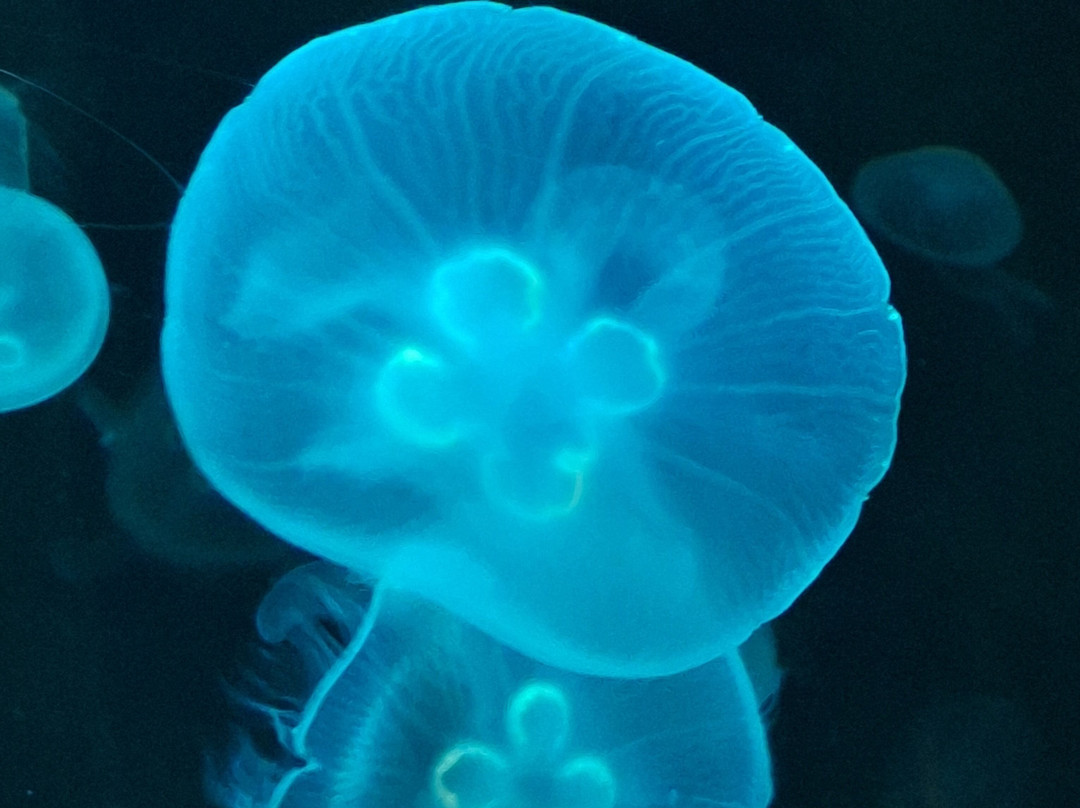 South Carolina Aquarium-查尔斯顿必去景点