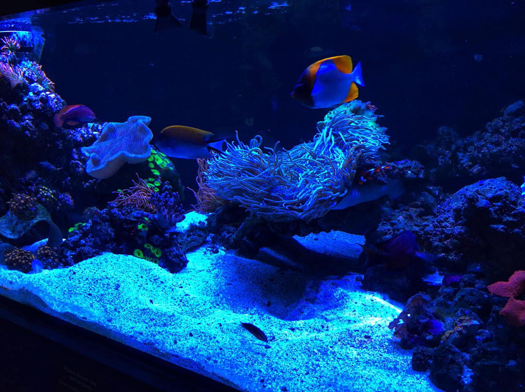 国家动物园及水族馆-堪培拉必去景点