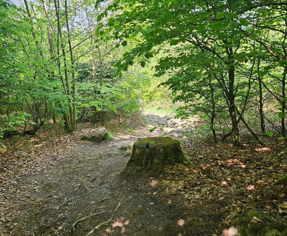 Bruchhauser Steine-Olsberg必去景点
