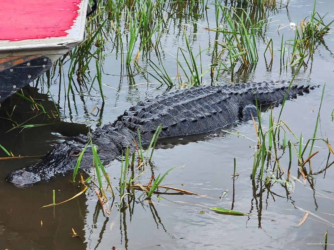 Ragin Cajun Airboat Tours-新奥尔良必去景点