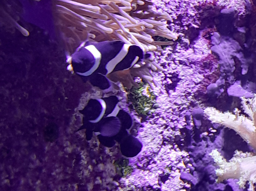 Aquarium de Lyon-La Mulatiere必去景点