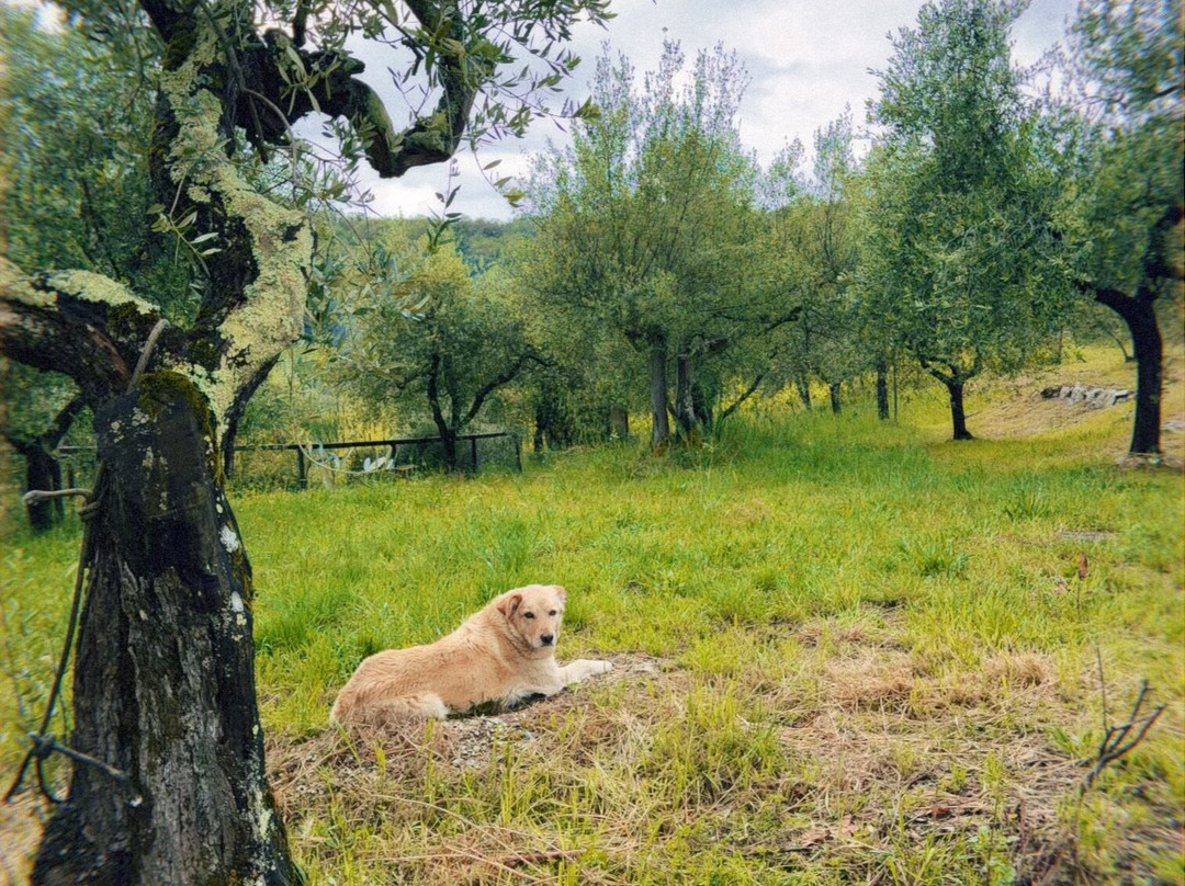 Podere Le Cinciole-Panzano in Chianti必去景点
