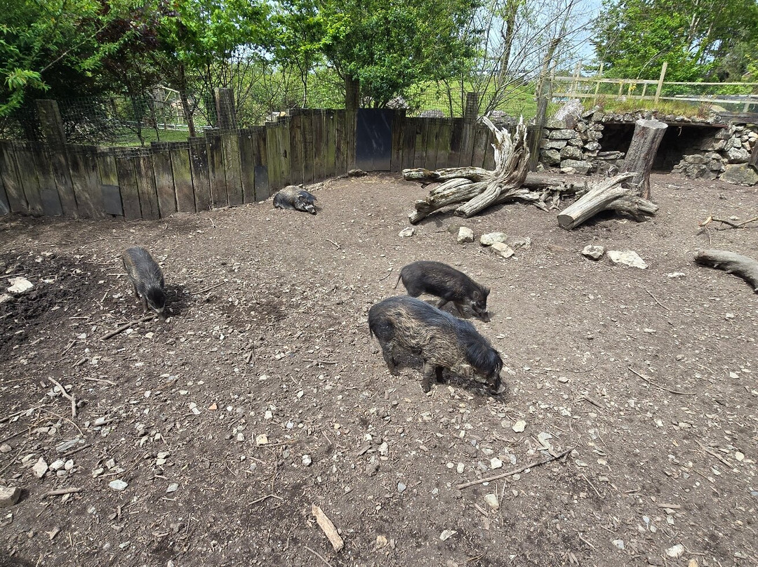 Newquay Zoo-纽奎必去景点