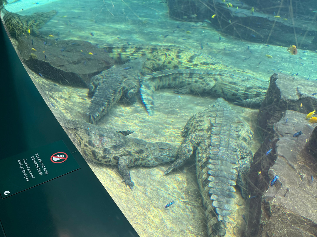 Dubai Crocodile Park-迪拜必去景点