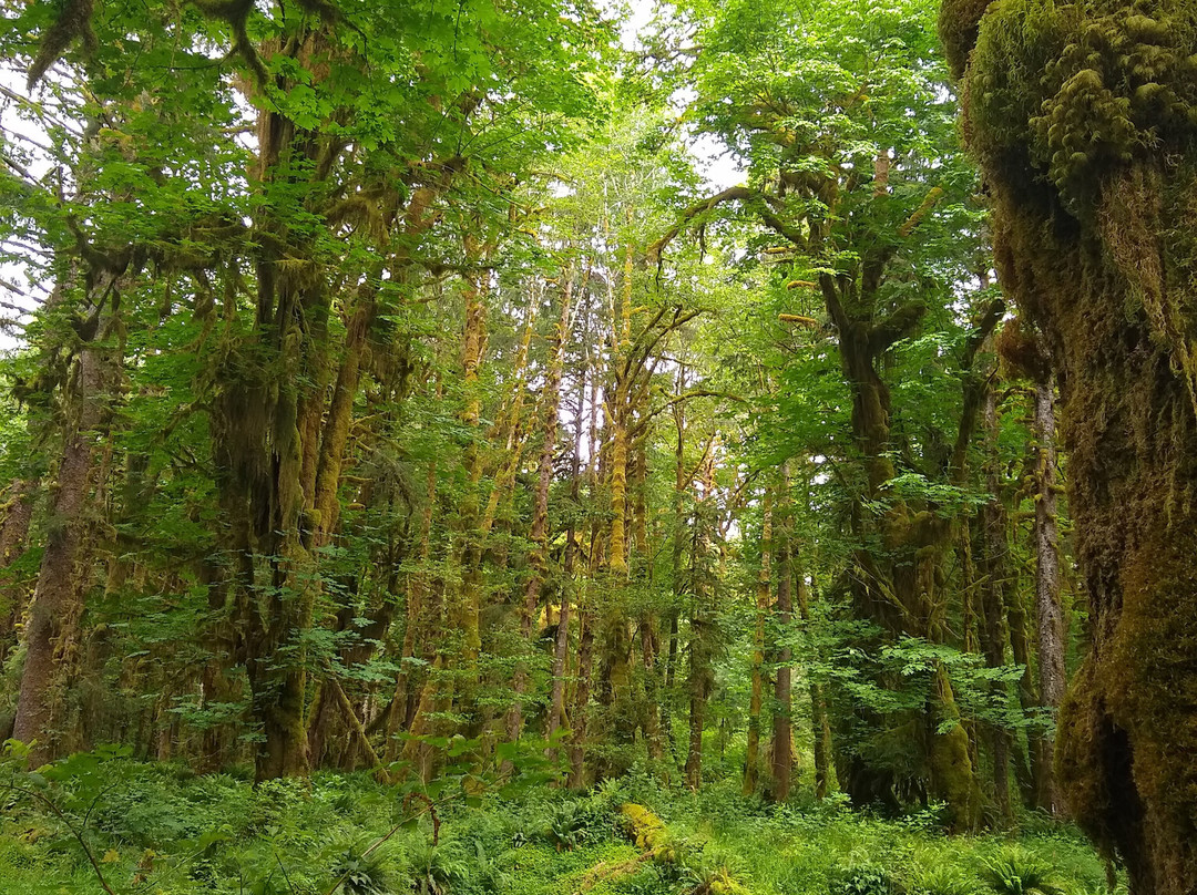 Maple Glade Rain Forest Trail-Amanda Park必去景点