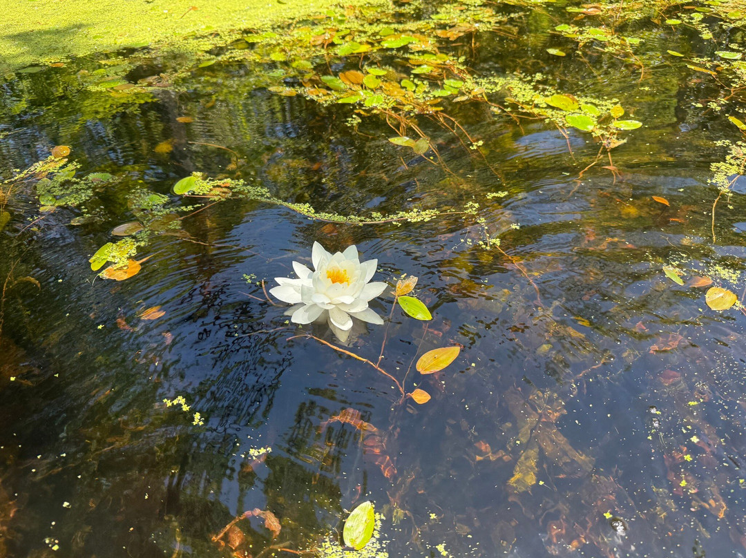 Cypress Gardens-蒙克斯科纳必去景点