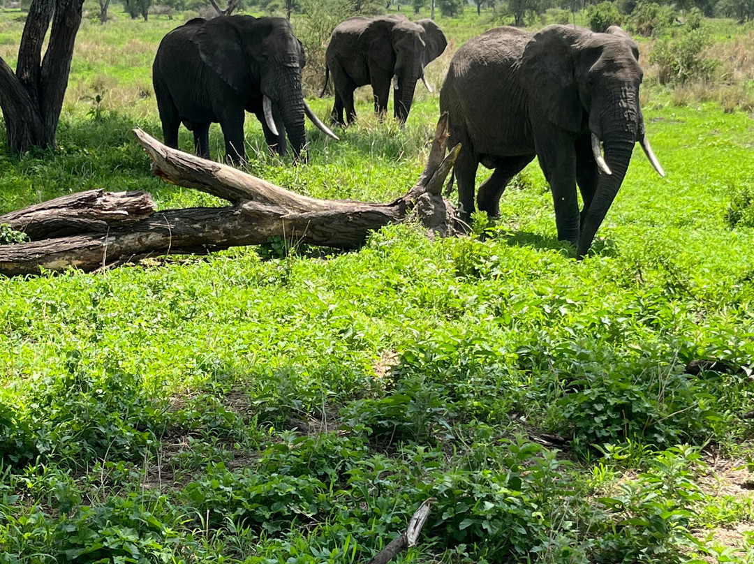 Africa Mollel Safaris-阿鲁沙必去景点