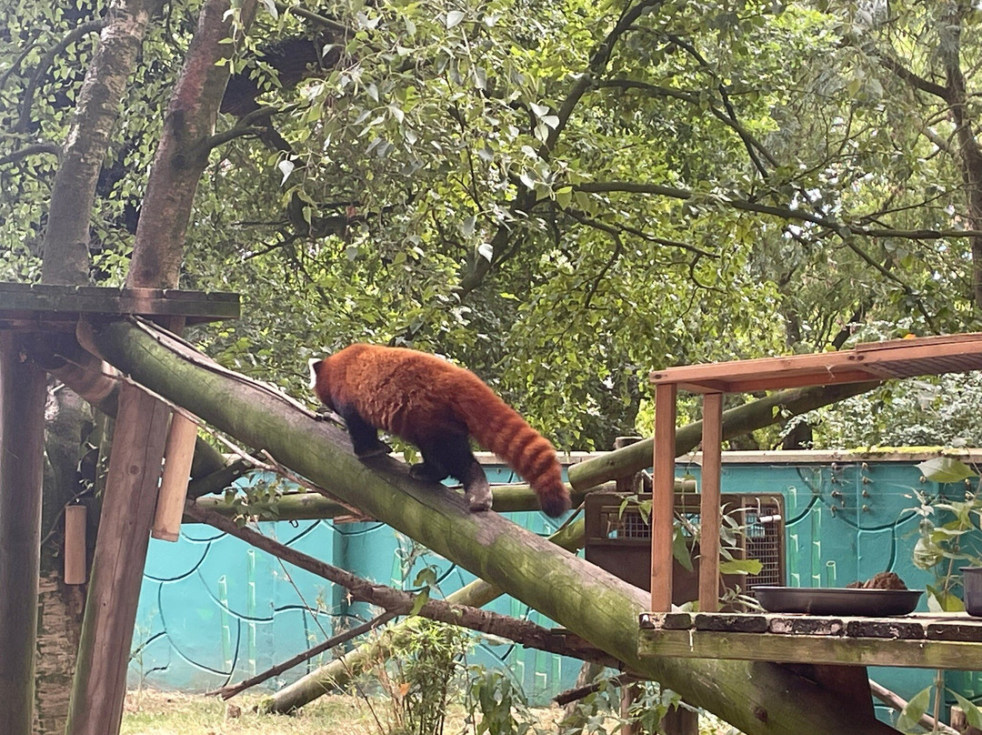 Banham Zoo-Banham必去景点