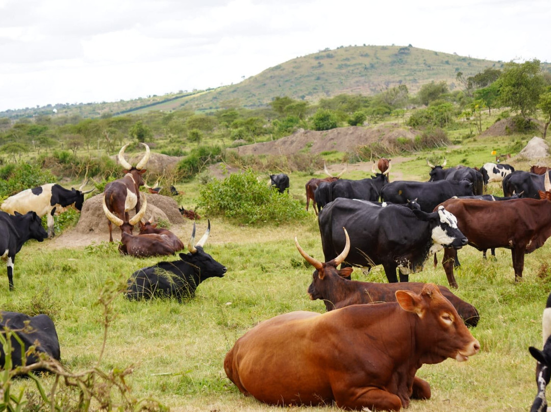 Experience Kigezi-Kisoro必去景点